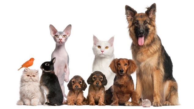 Animaux en co-location : nos conseils et bonnes pratiques